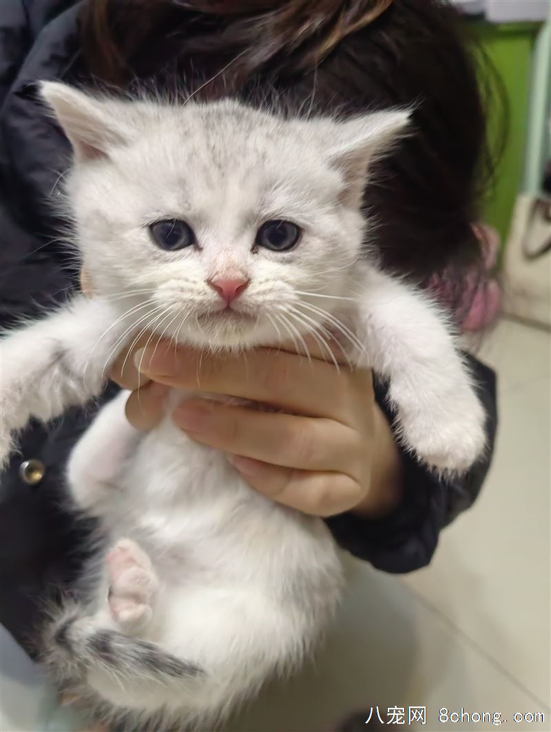 一窝可爱小猫寻新主人