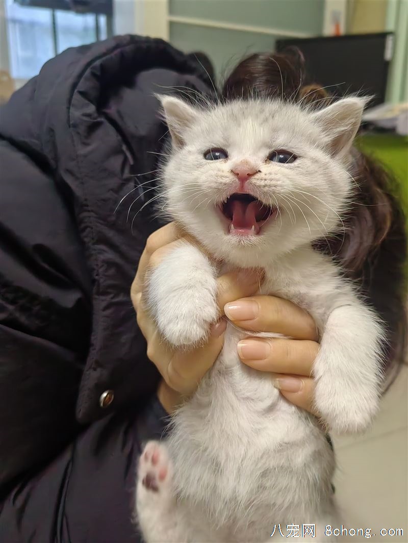 一窝可爱小猫寻新主人
