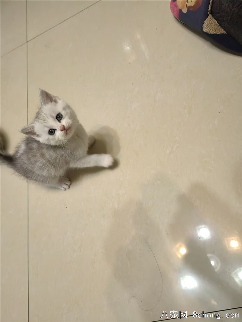 一窝可爱小猫寻新主人
