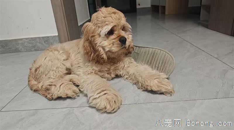 个人繁殖纯种可卡